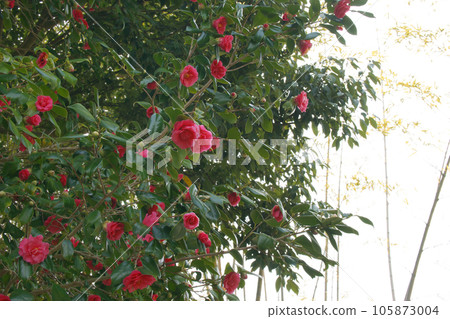 Camellia 105873004