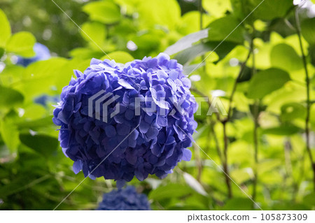 紫心形繡球花 105873309