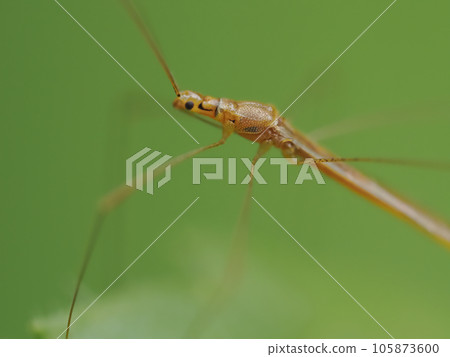 Ultra-thin worms on leaves 105873600