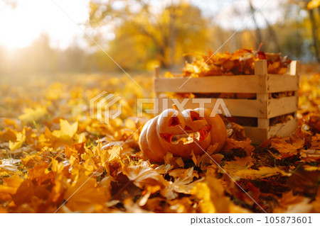Halloween pumpkins on the autumn street. Holidays, decoration concept. 105873601