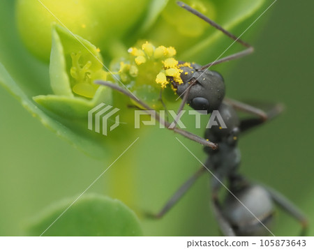Black ants on spurge flower 105873643
