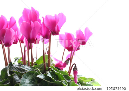 Close-up of pink garden cyclamen [white background] 105873690