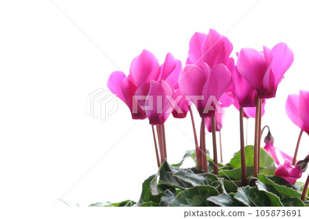 Close-up of pink garden cyclamen [white background] 105873691