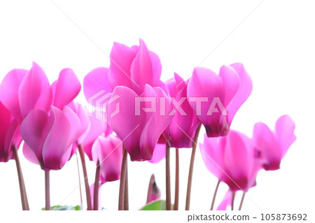 粉色花園仙客來特寫[白色背景] 105873692