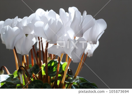 白色仙客來特寫【灰色背景】 105873694