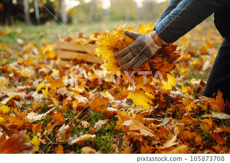 Harvesting autumn leaves. Man cleans autumn park from yellow leaves. Cleaning. Seasonal gardening. Harvesting autumn leaves. Man cleans autumn park from yellow leaves. Cleaning. Seasonal gardening. 105873708