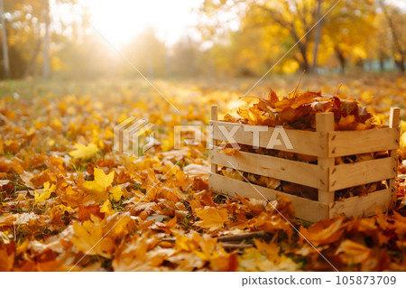 Harvesting autumn leaves. Man cleans autumn park from yellow leaves. Cleaning. Seasonal gardening. Harvesting autumn leaves. Man cleans autumn park from yellow leaves. Cleaning. Seasonal gardening. 105873709