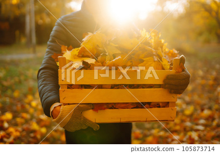 Harvesting autumn leaves. Man cleans autumn park from yellow leaves. Cleaning. Seasonal gardening. Harvesting autumn leaves. Man cleans autumn park from yellow leaves. Cleaning. Seasonal gardening. 105873714