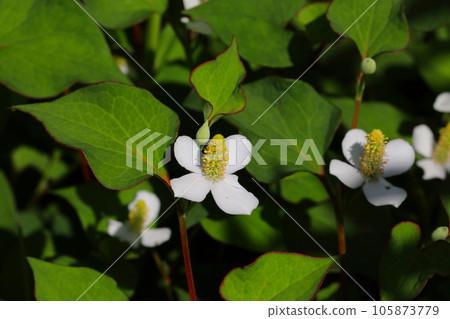 Houttuynia cordata flower Houttuynia cordata flower 105873779
