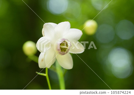 Renge潑花 Renge潑花 105874224