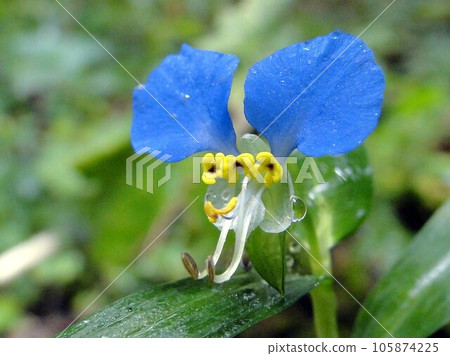 九月關閉鴨跖草花 九月關閉鴨跖草花 105874225