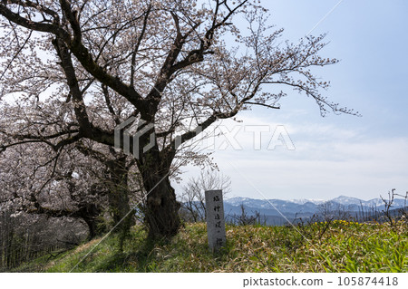 富山賞櫻勝地:神津川櫻花堤、鹽之千櫻 富山賞櫻勝地:神津川櫻花堤、鹽之千櫻 105874418