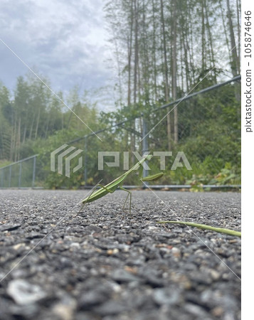 Mantis's fighting pose Mantis's fighting pose 105874646