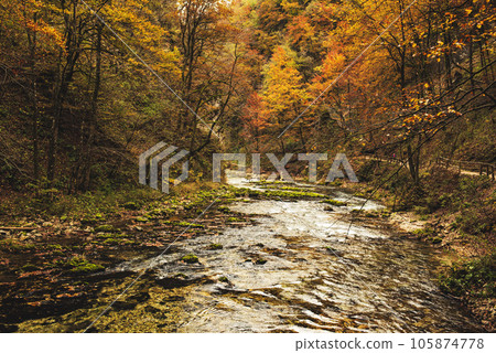 Vintgar gorge, Slovenia 105874778