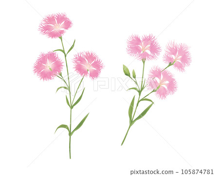 水彩畫的撫子卡通 105874781