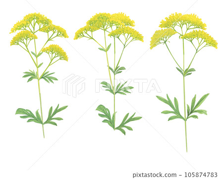 水彩畫的妓女花的卡通插圖 105874783