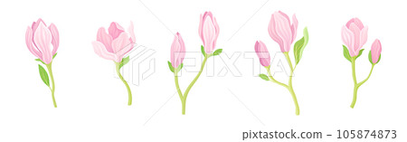 Magnolia Flower and Blossom on Green Stem Vector Set 105874873