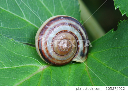 Misu Mimei 105874922