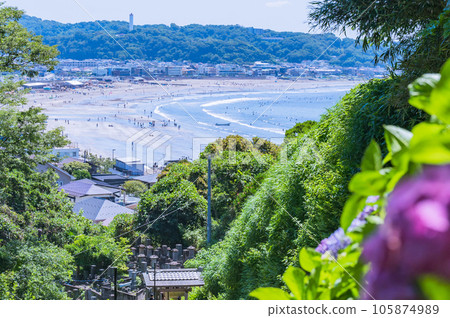 Joju-in Temple, where you can see the sea Hydrangea Kamakura Joju-in Temple, where you can see the sea Hydrangea Kamakura 105874989