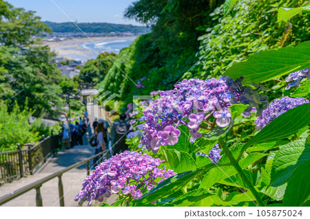 成壽院、可眺望大海的繡球花鎌倉 105875024