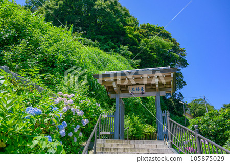 成壽院、可眺望大海的繡球花鎌倉 105875029