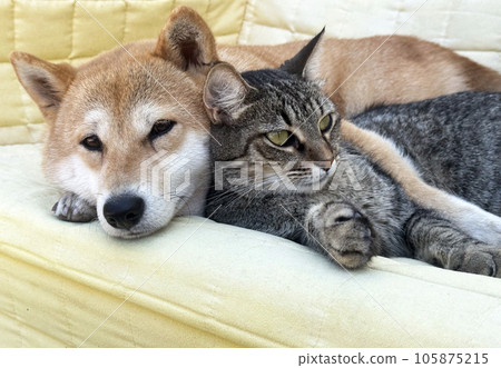 Shiba Inu puppy and his friend striped kitten Shiba Inu puppy and his friend striped kitten 105875215