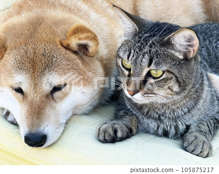 Shiba Inu puppy and his friend striped kitten Shiba Inu puppy and his friend striped kitten 105875217