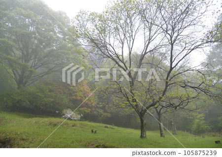 Kirigamine Plateau, morning mist scenery, Nagano Prefecture Kirigamine Plateau, morning mist scenery, Nagano Prefecture 105875239