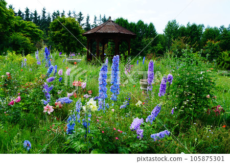 北海道紫竹花園 夏天 105875301