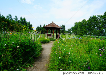 北海道紫竹花園 夏天 北海道紫竹花園 夏天 105875312