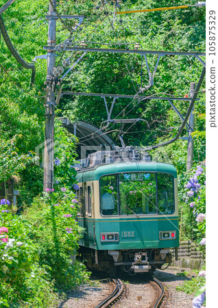 江之電、鎌倉繡球花 105875329