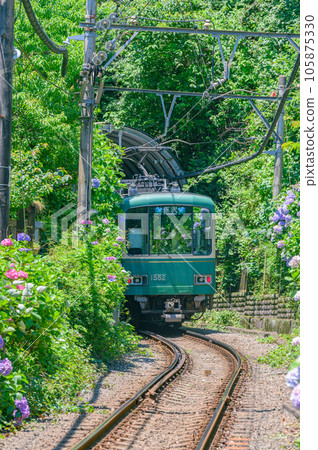 江之電、鎌倉繡球花 105875330