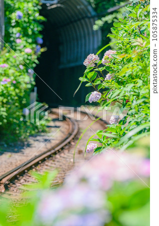 Enoden, Hydrangea Kamakura 105875334