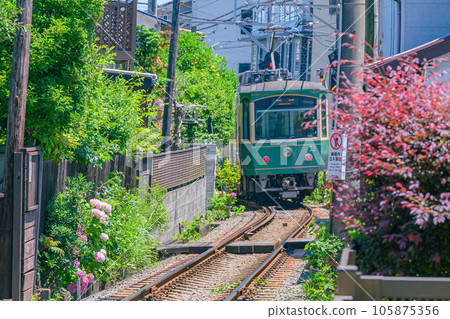 江之電、鎌倉繡球花 江之電、鎌倉繡球花 105875356