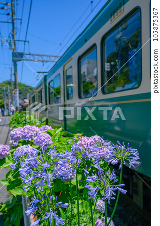 Enoden, Hydrangea Kamakura 105875367