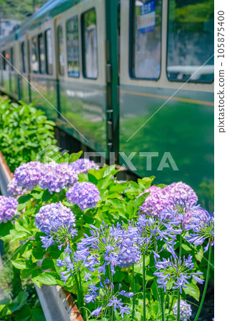 江之電、鎌倉繡球花 105875400