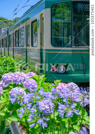Enoden, Hydrangea Kamakura 105875401