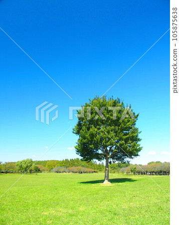 美里公園風景與秋天的草地和站立的樹木 美里公園風景與秋天的草地和站立的樹木 105875638