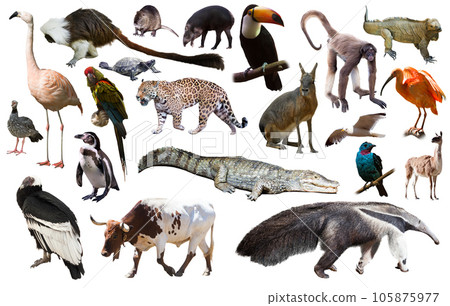 south american animals on white south american animals on white 105875977