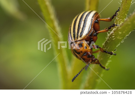 Colorado potato beetle walking on potatoes 105876428