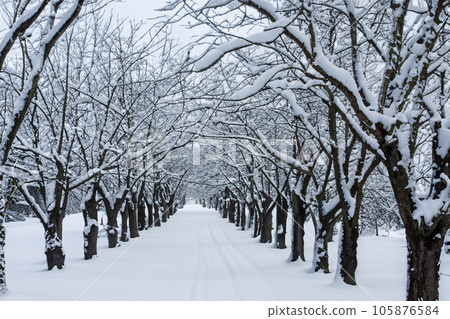 Snow. White blanket of snow. Winter concept. Snow covered streets. White cloak Christmas concept. Winter road and landscape of frozen trees. Free space for your decoration. Scenery of a city. 105876584