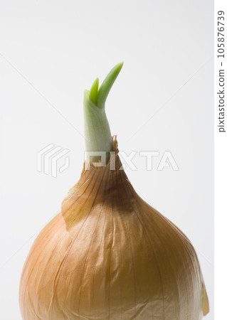 Onion sprouts 105876739
