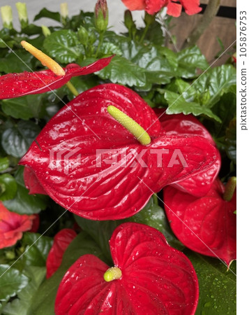 heart shaped red flower anthurium dakota heart shaped red flower anthurium dakota 105876753