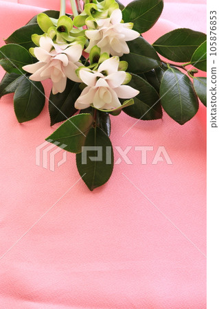 Curcuma and camellia branch Curcuma and camellia branch 105876853