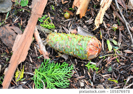Fir pine cones were falling among the dry leaves 105876978
