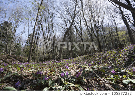 Satoyama of Kanazawa where dogtooth violet flowers bloom Satoyama of Kanazawa where dogtooth violet flowers bloom 105877282