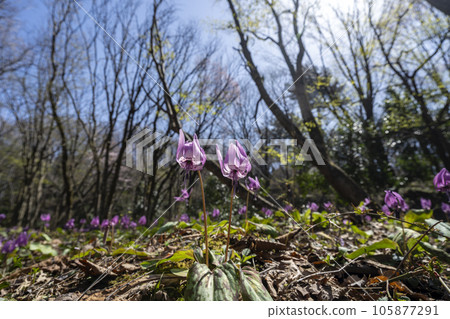 Satoyama of Kanazawa where dogtooth violet flowers bloom 105877291