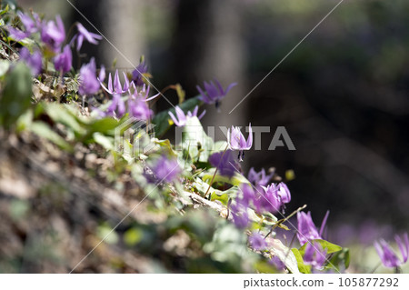 Satoyama of Kanazawa where dogtooth violet flowers bloom Satoyama of Kanazawa where dogtooth violet flowers bloom 105877292