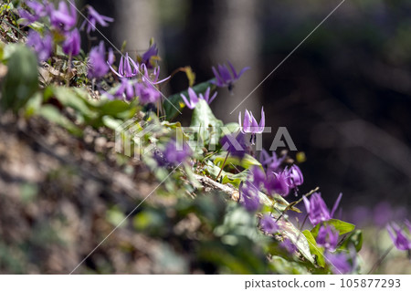 Satoyama of Kanazawa where dogtooth violet flowers bloom Satoyama of Kanazawa where dogtooth violet flowers bloom 105877293