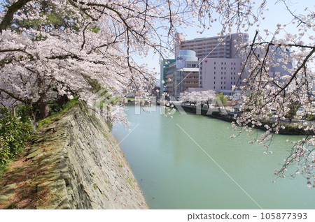 福井城遺址石牆上盛開的櫻花 105877393